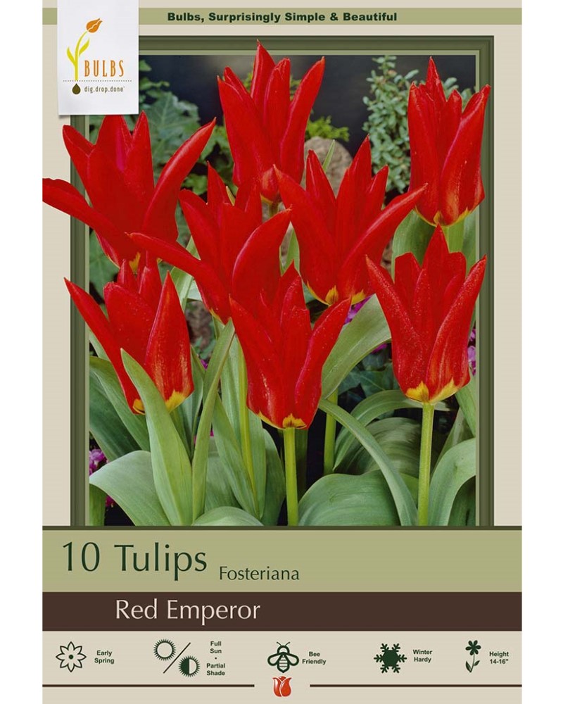 Tulip Red Emperor