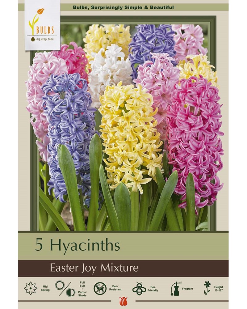 Hyacinth Easter Joy Mix