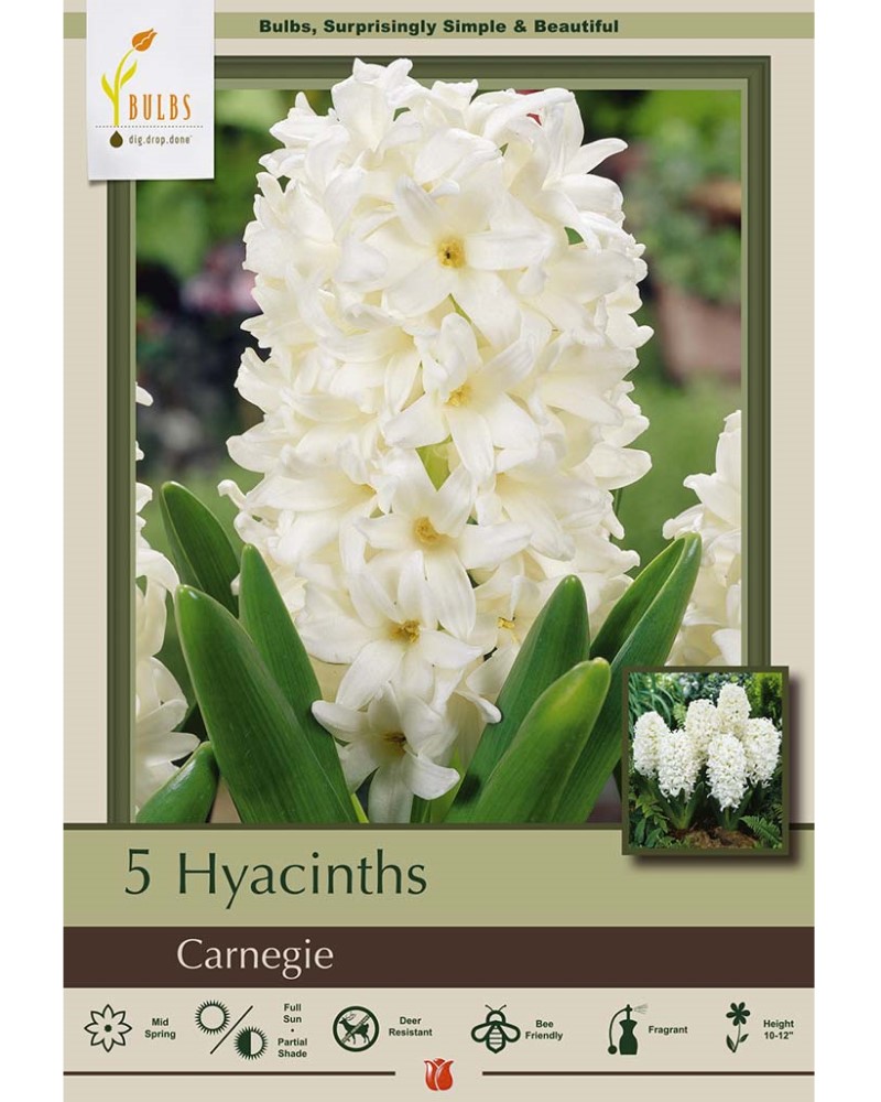 Hyacinth Carnegie