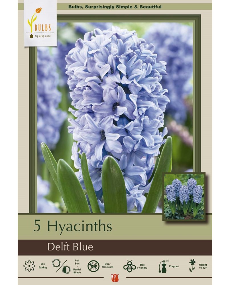 Hyacinth Delft Blue