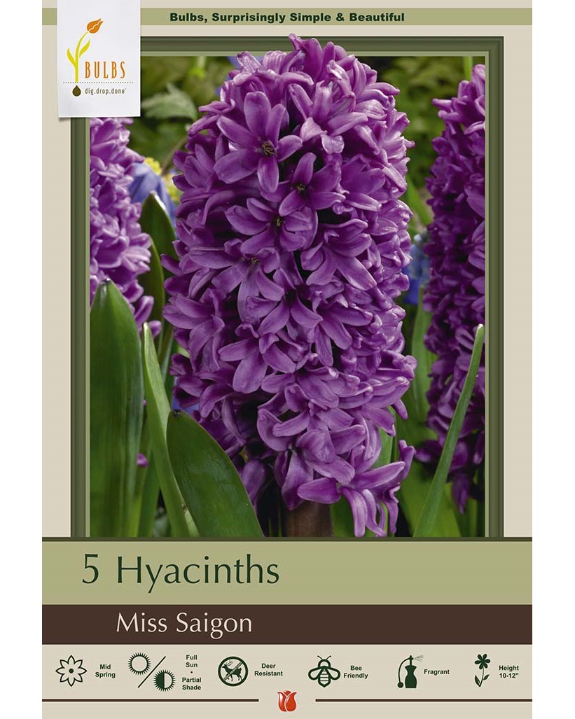 Hyacinth Miss Saigon