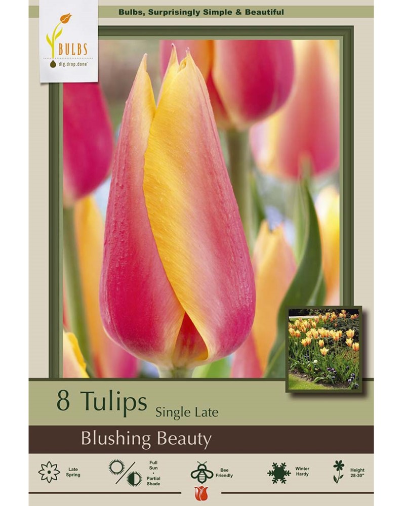 Tulip Blushing Beauty