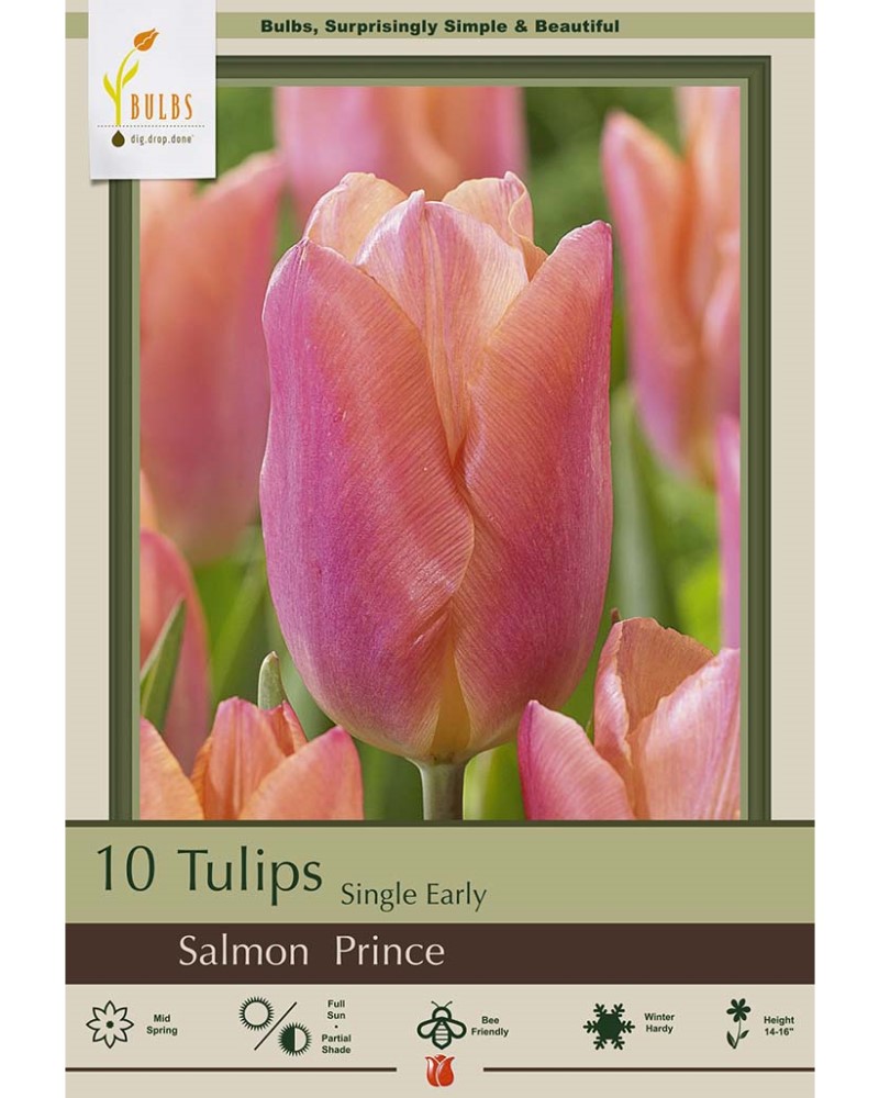 Tulip Salmon Prince