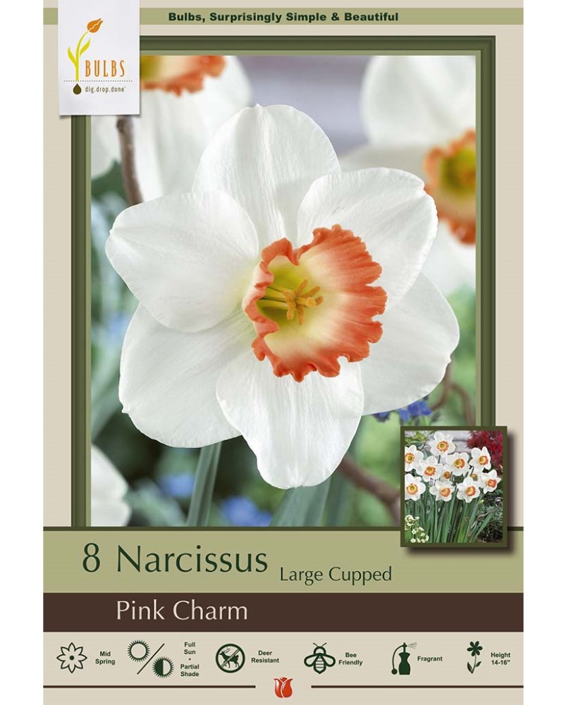 Narcissus Pink Charm
