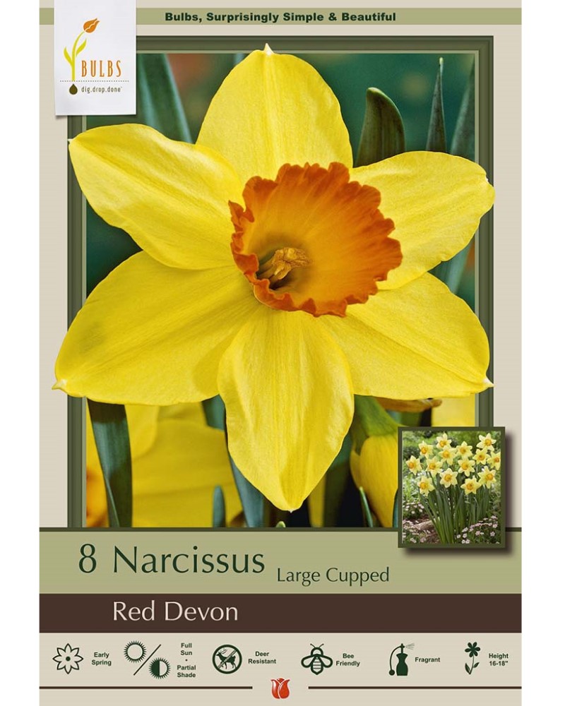 Narcissus Red Devon