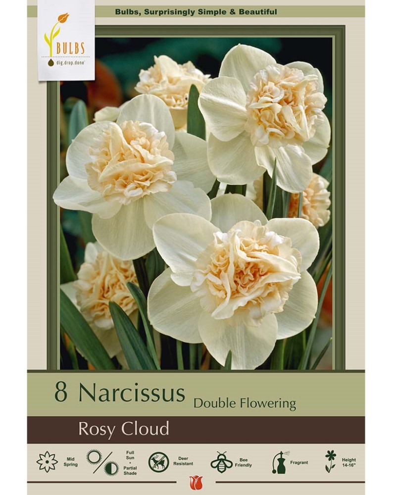 Narcissus Rosy Cloud