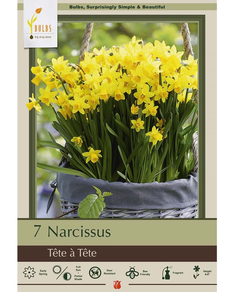 Narcissus Tete a Tete