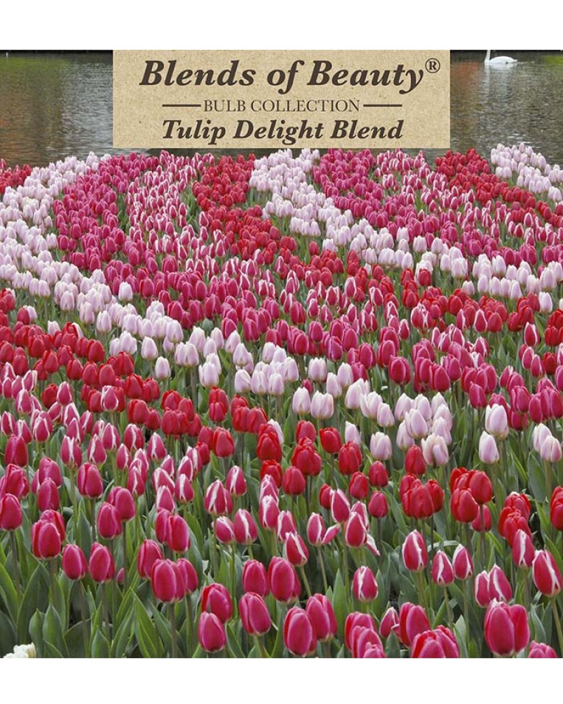 Tulip Delight Blend