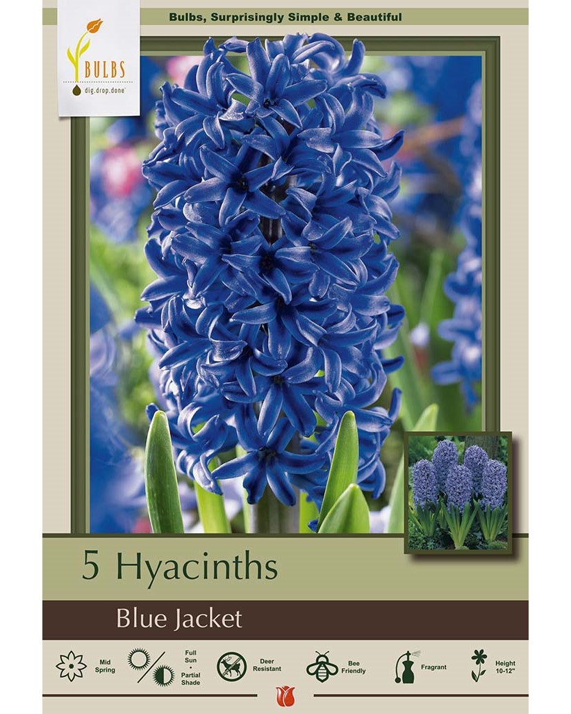 Hyacinth Blue Jacket