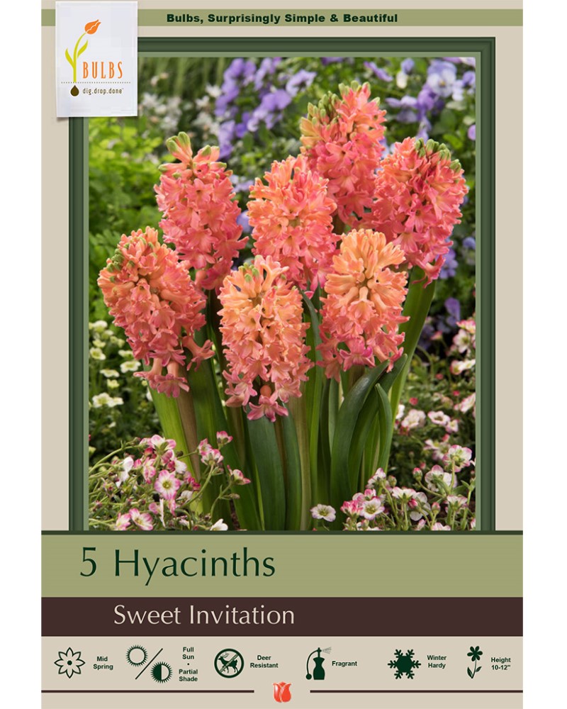 Hyacinth Sweet Invitation