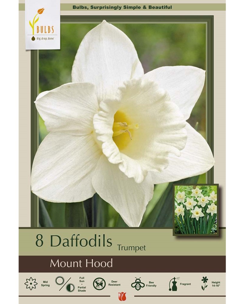 Narcissus Mount Hood