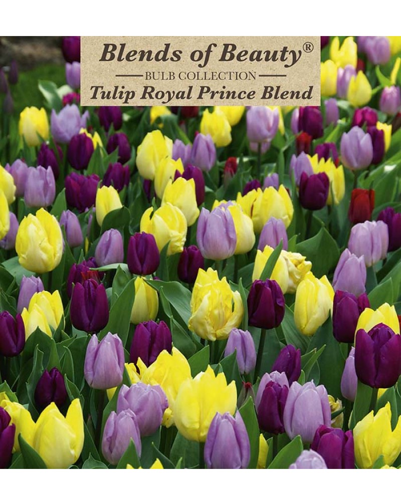 Tulip Royal Prince Blend