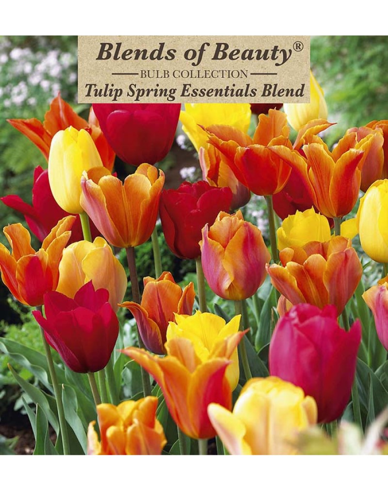 Tulip Spring Essentials Blend