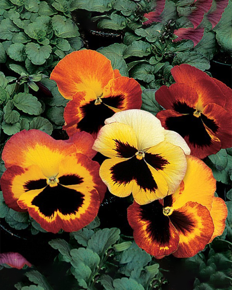 Pansy Delta Classic Fire 6 Pack