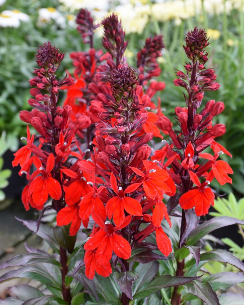 Starship Scarlet Lobelia #1<br><i>Lobelia Starship Scarlet</br></i>