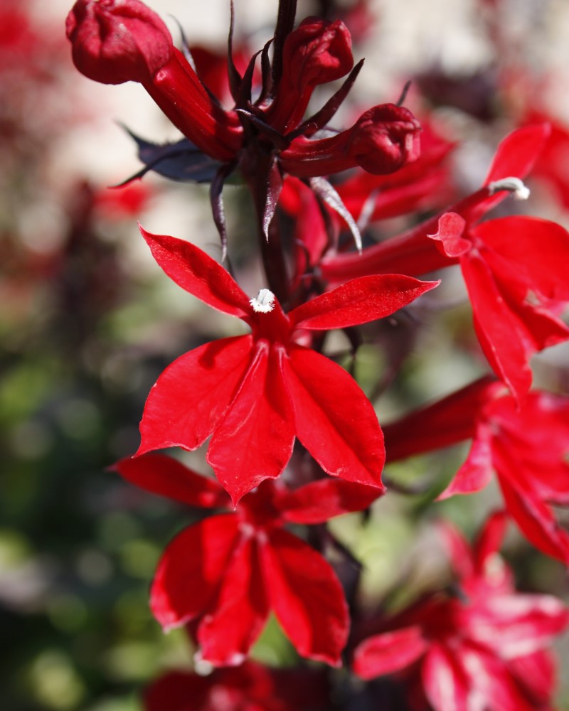 Starship Scarlet Lobelia #1<br><i>Lobelia Starship Scarlet</br></i>