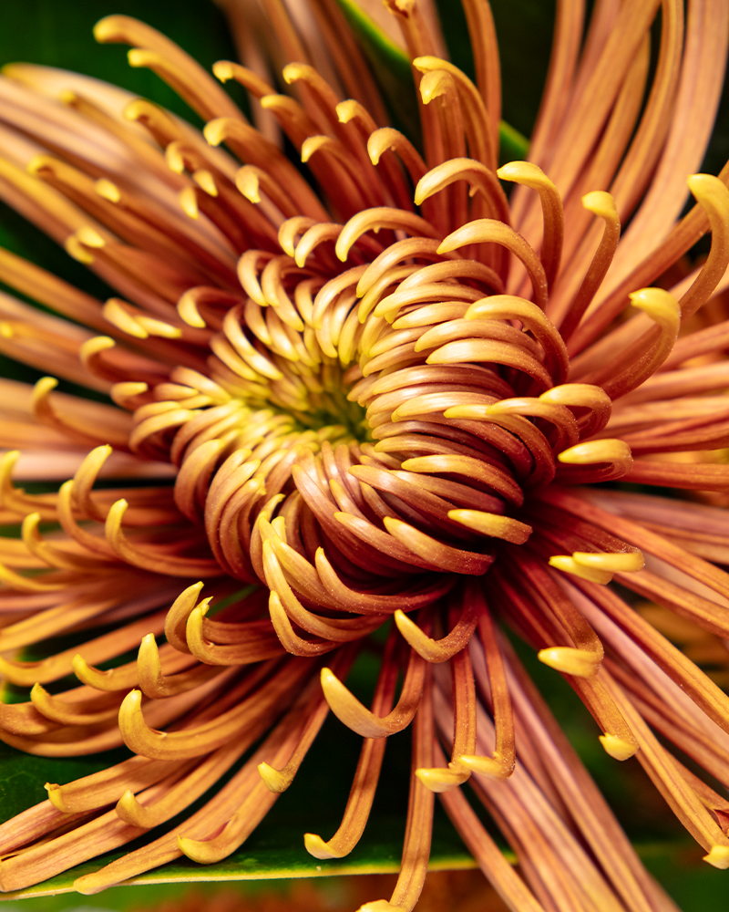 Blooms & Barley Floral Arrangement from $89-$140