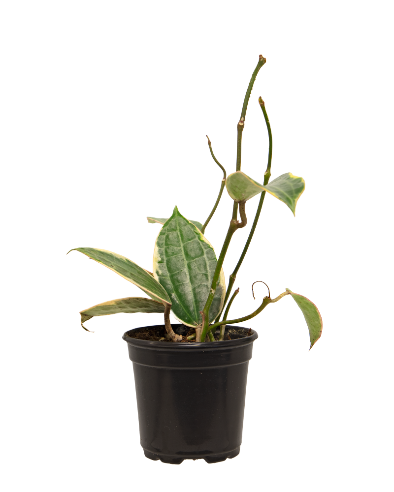 Hoya Macrophylla 4"