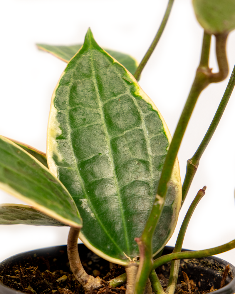 Hoya Macrophylla 4\"