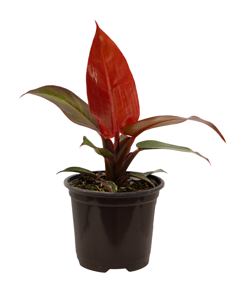 Philodendron Red Sun 4"