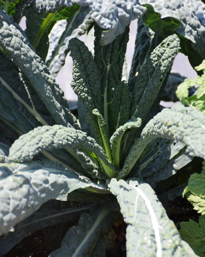 Dinosaur Kale 6 Pack