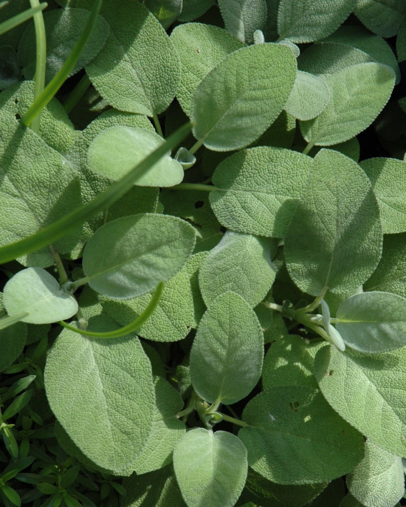 Sage Berggarten 4"