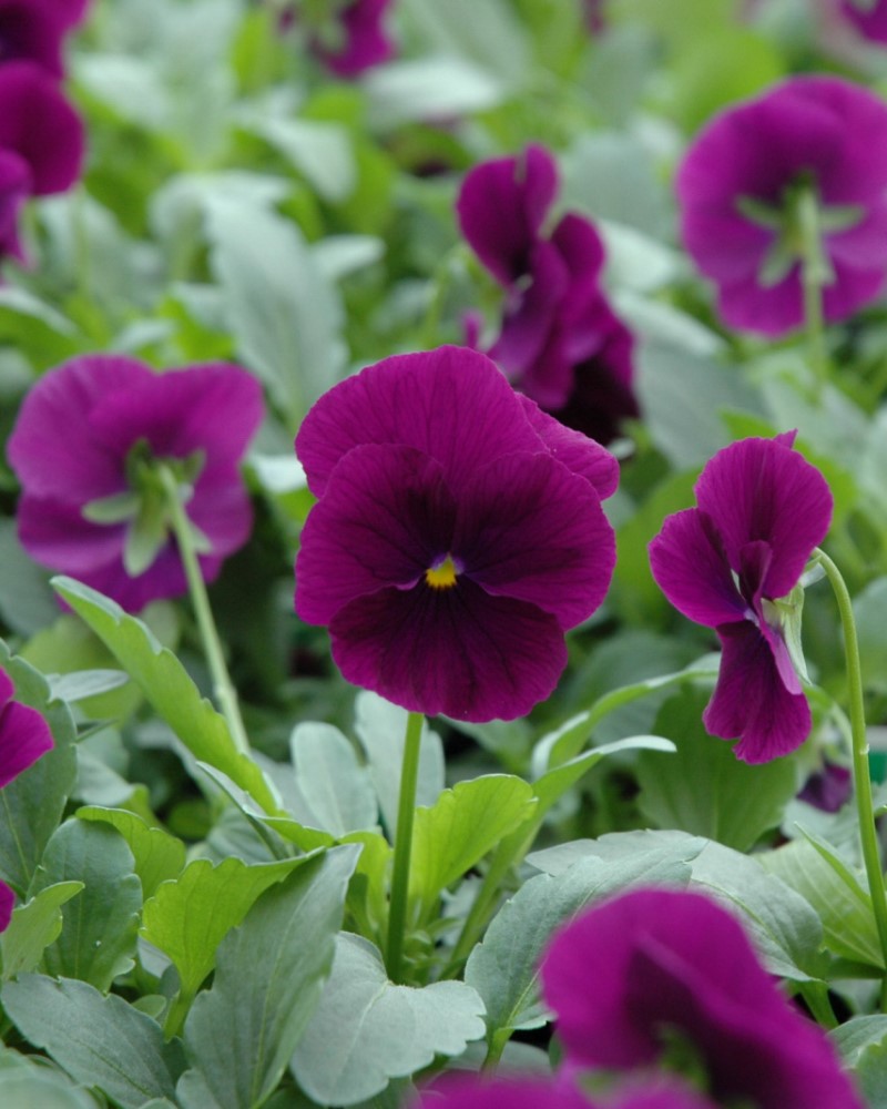 Pansy Cool Wave Purple 6 Pack