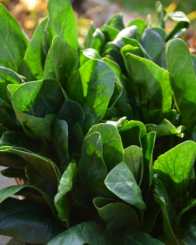 Spinach Seaside 6 Pack