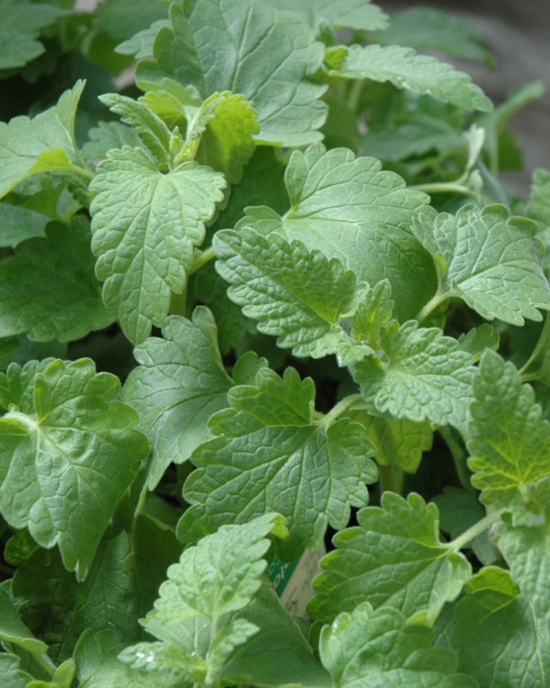 Catnip 4"