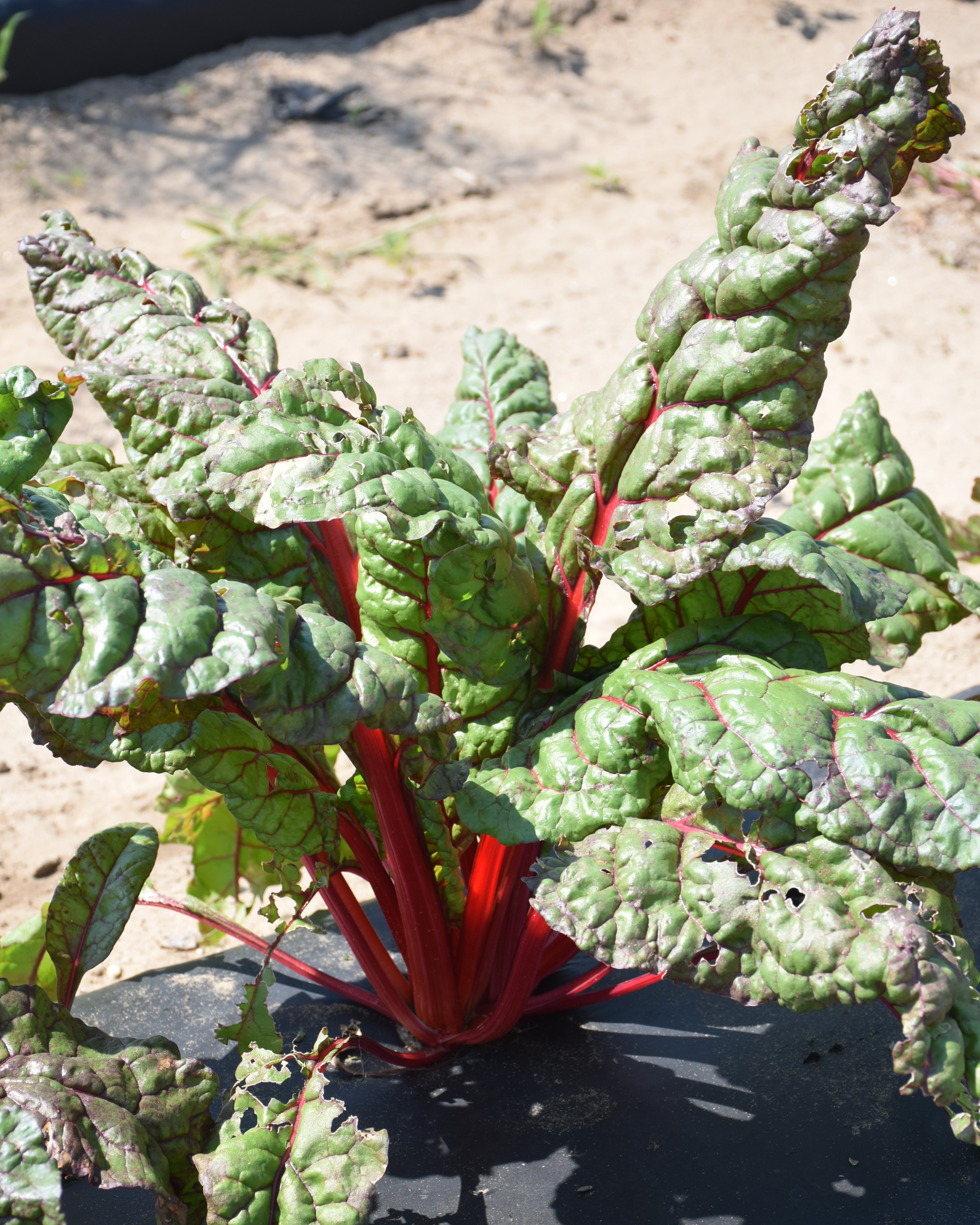 Swiss Chard Fire Fresh 6 Pack