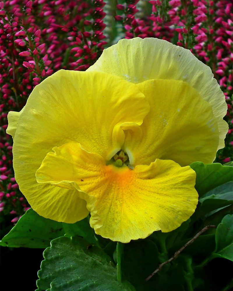 Pansy Pure Yellow 4"