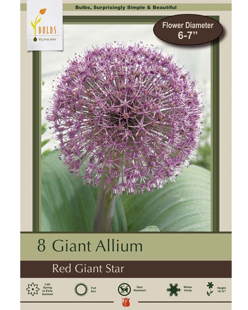 Allium Red Giant Star
