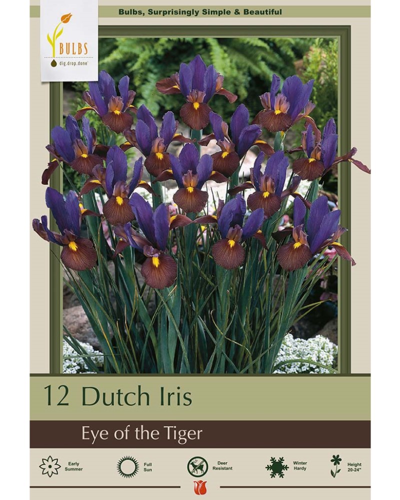 Iris Eye of the Tiger