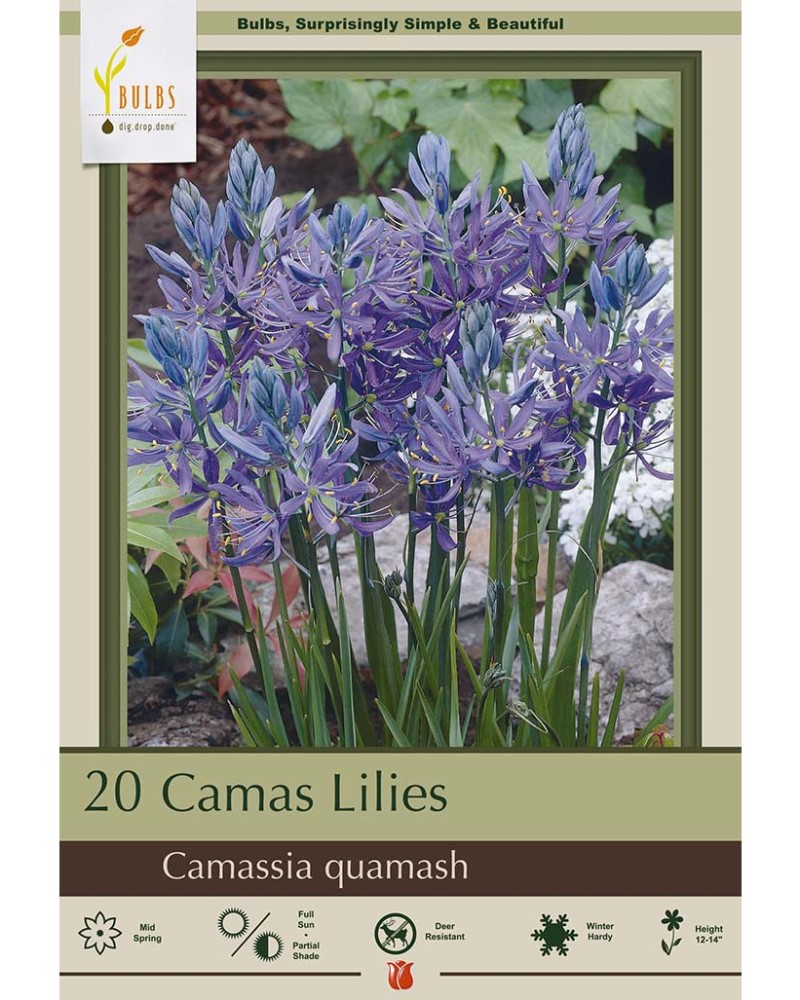 Camassia Quamash Bulbs