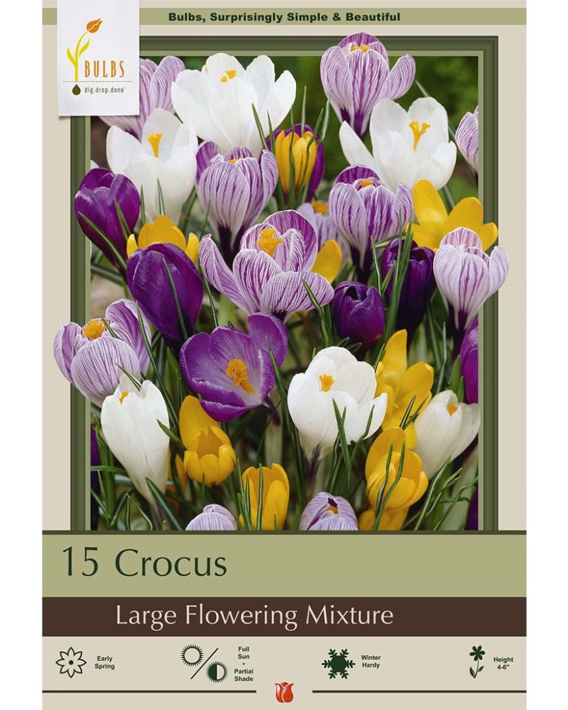 Crocus Large Flowering Mix