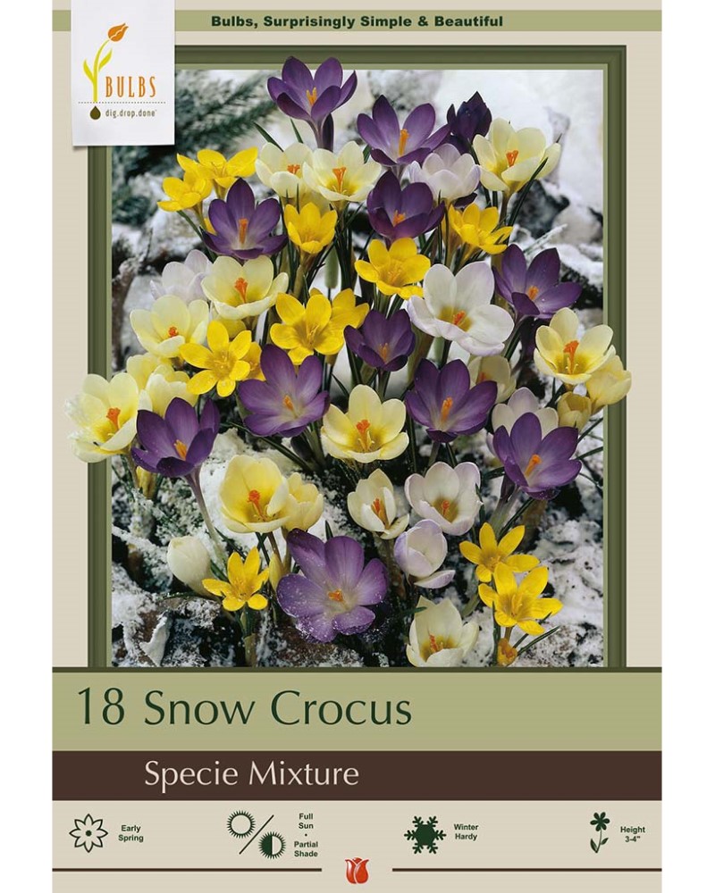Crocus Snow Mix