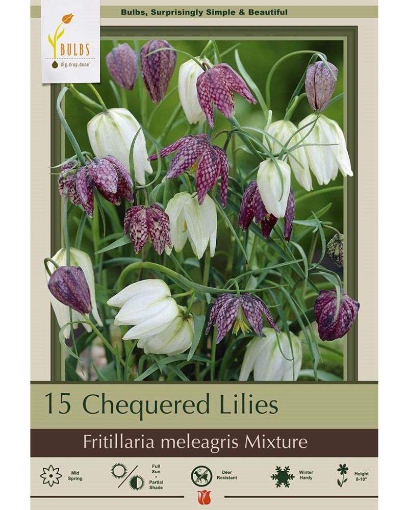 Fritillara Meleagris