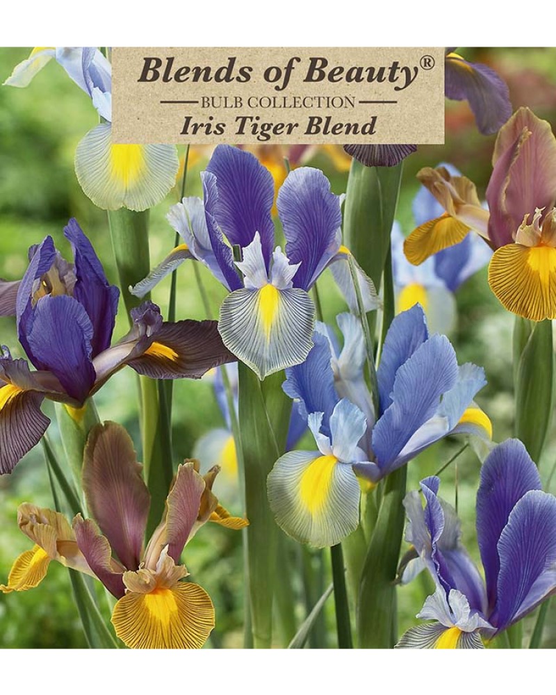 Iris Tiger Blend