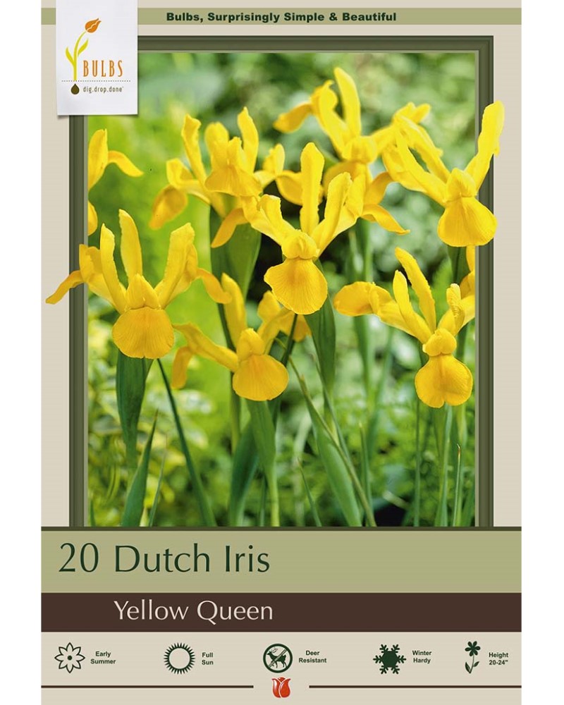 Iris Yellow Queen