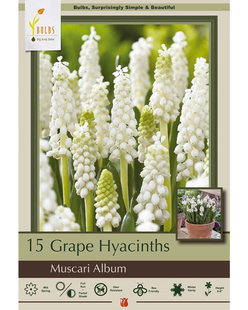Muscari Album