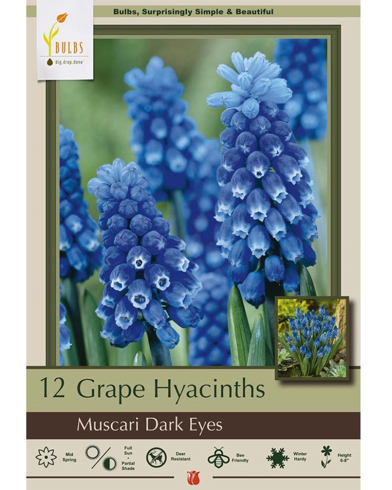 Muscari Dark Eyes