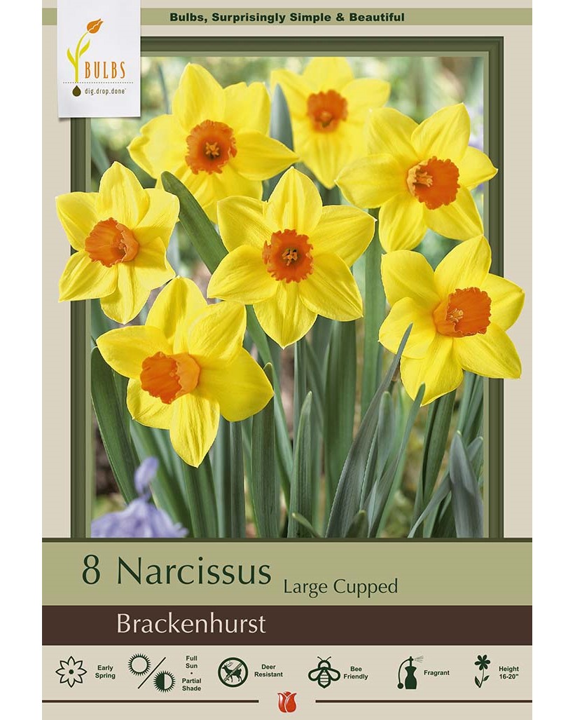 Narcissus Brackenhurst