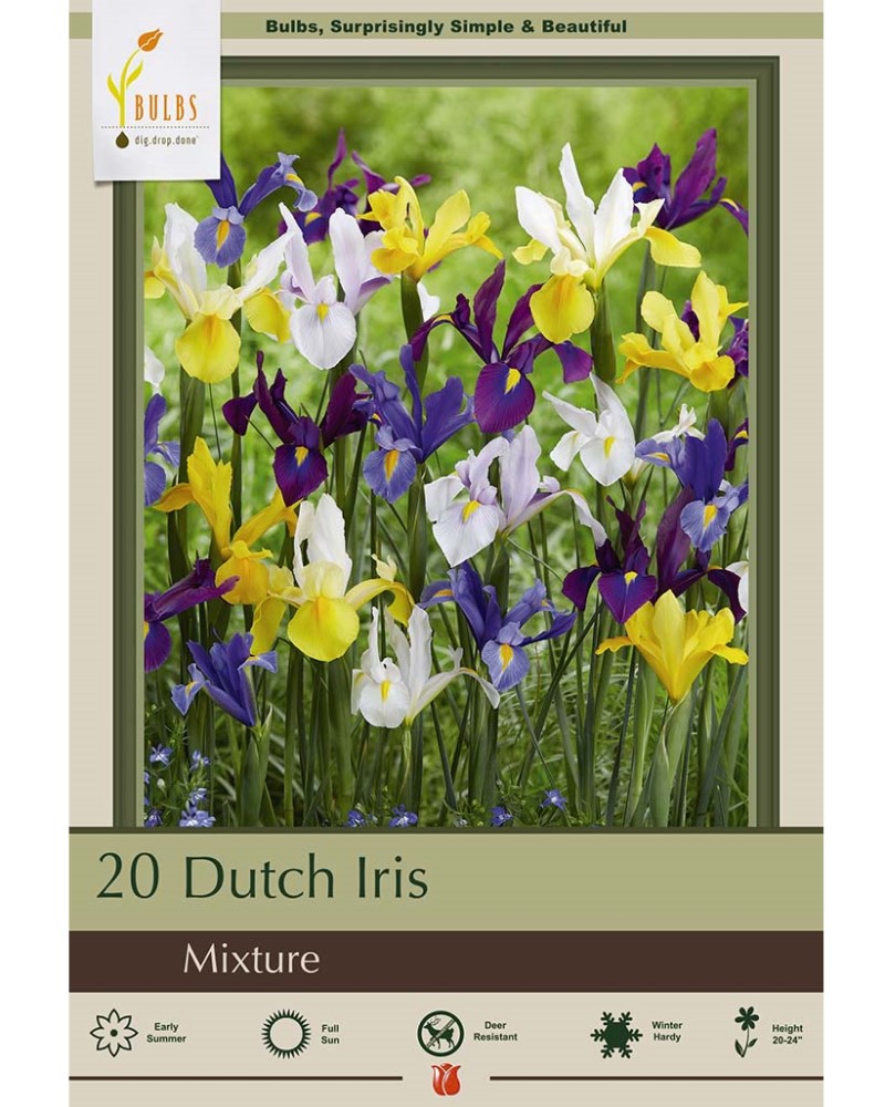 Iris Dutch Mix
