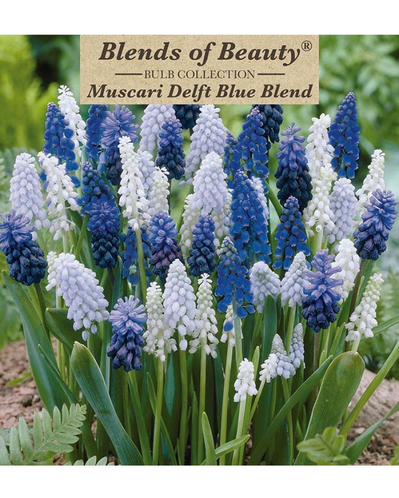 Muscari Delft Blue Blend