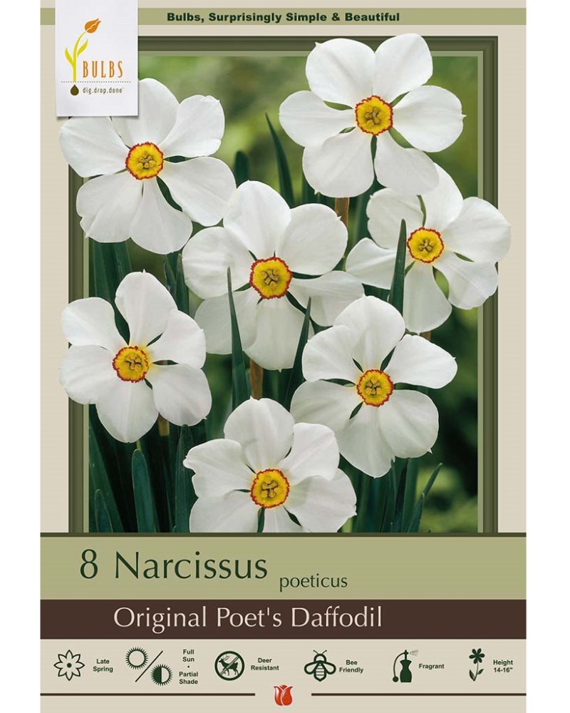 Narcissus Original Poet's Daffodil