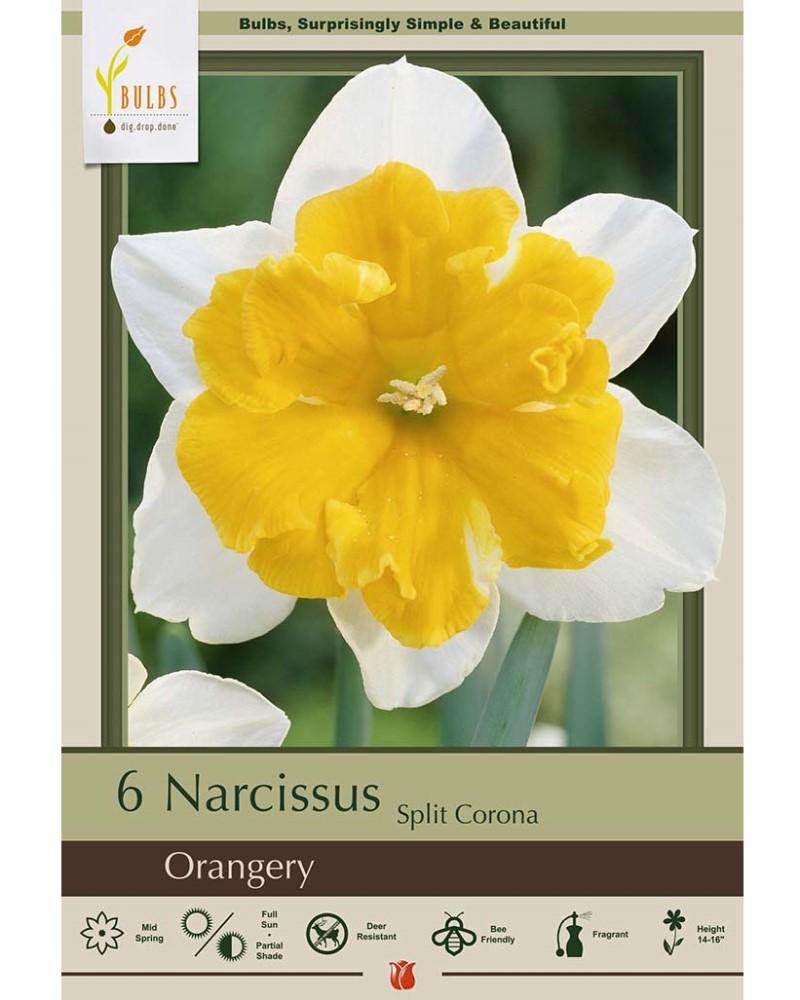 Narcissus Orangery