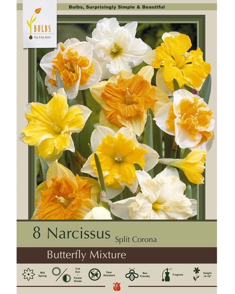 Narcissus Butterfly Mix