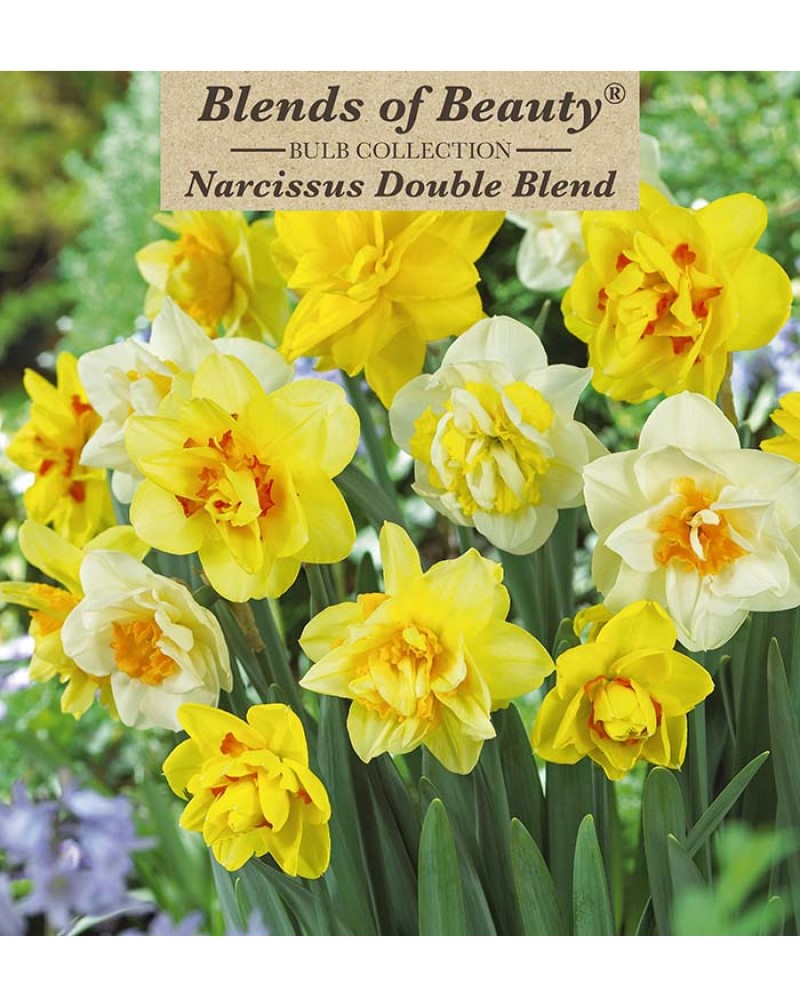 Narcissus Double Blend
