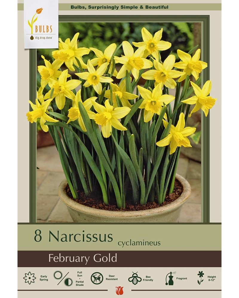 Narcissus February Gold