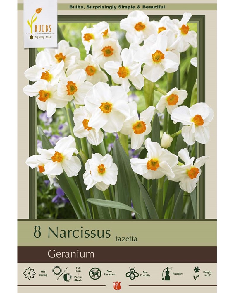 Narcissus Geranium